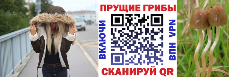 Галлюциногенные грибы мухоморы  купить наркотики цена  Губаха 